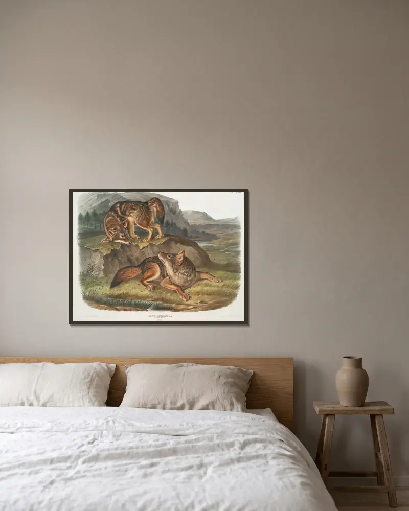 Canis latrans, prärievarg. Hanar. av John Woodhouse Audubon inramad på en vägg
