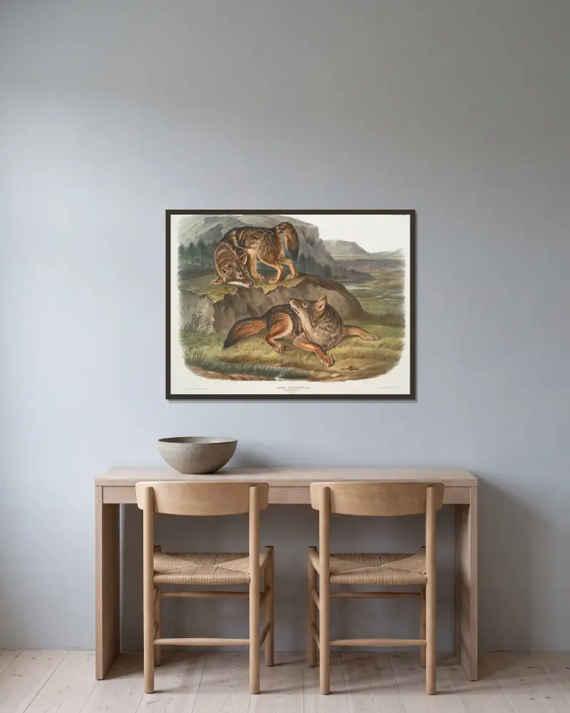 Canis latrans, prärievarg. Hanar. av John Woodhouse Audubon inramad på en vägg