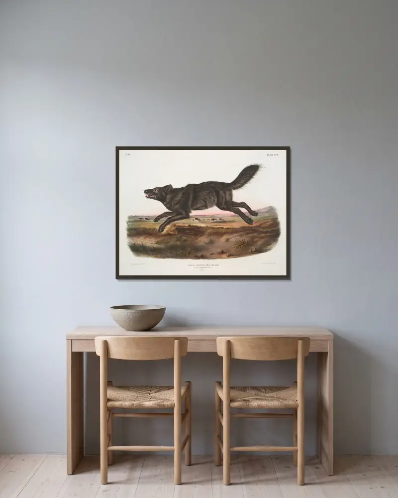 Canis lupus, svart amerikansk varg. Hane. av John Woodhouse Audubon inramad på en vägg
