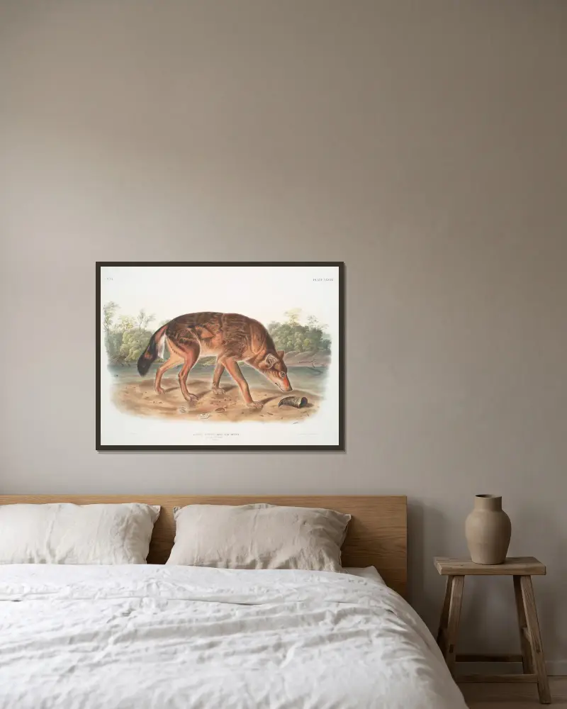 Canis lupus, röd texasvarg (hane) av John Woodhouse Audubon inramad på en vägg