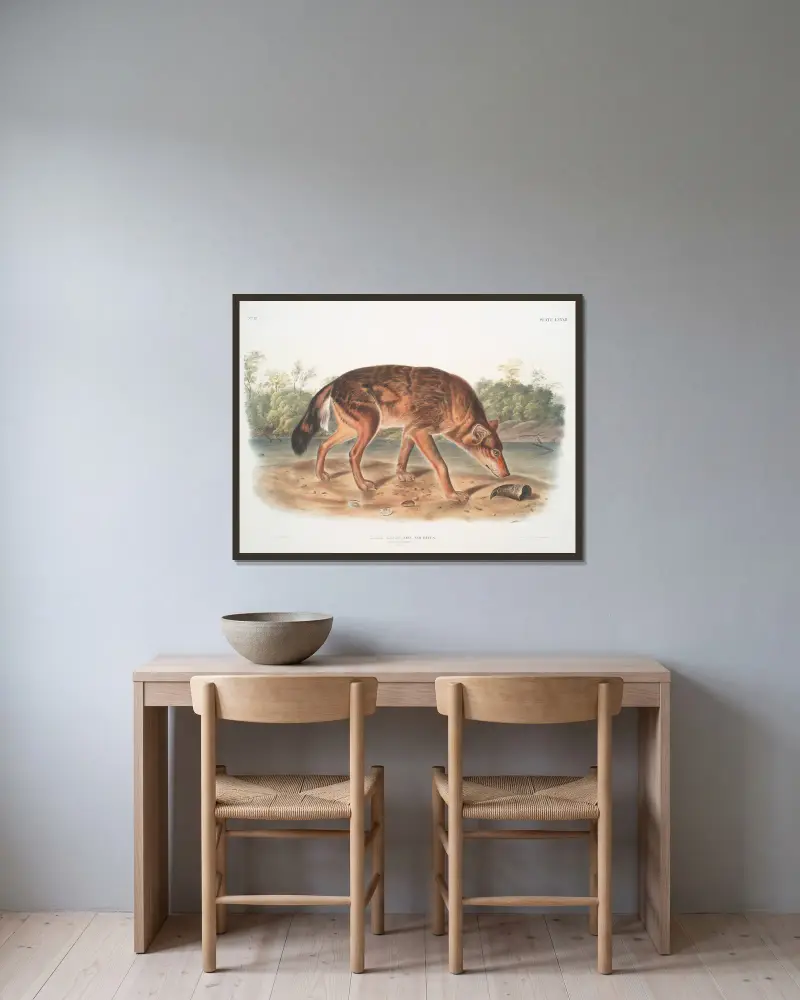 Canis lupus, röd texasvarg (hane) av John Woodhouse Audubon inramad på en vägg