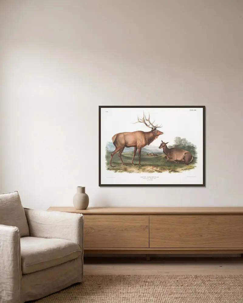 Cervus canadensis, wapitihjort. Hane och hona. av John Woodhouse Audubon inramad på en vägg