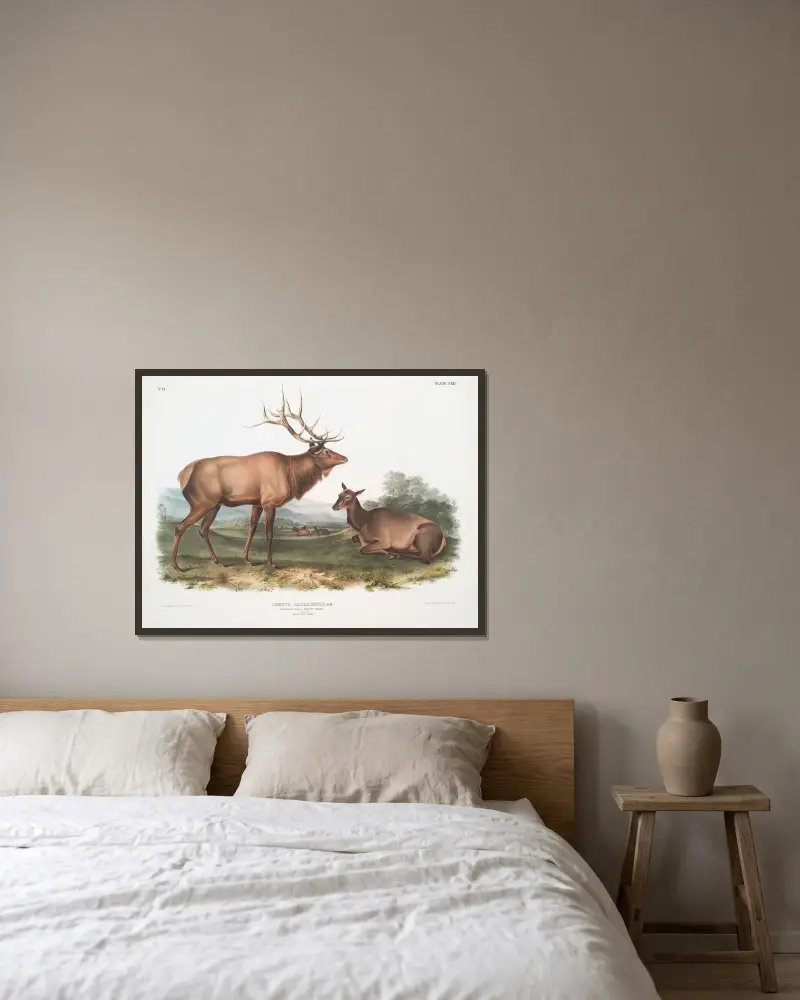 Cervus canadensis, wapitihjort. Hane och hona. av John Woodhouse Audubon inramad på en vägg