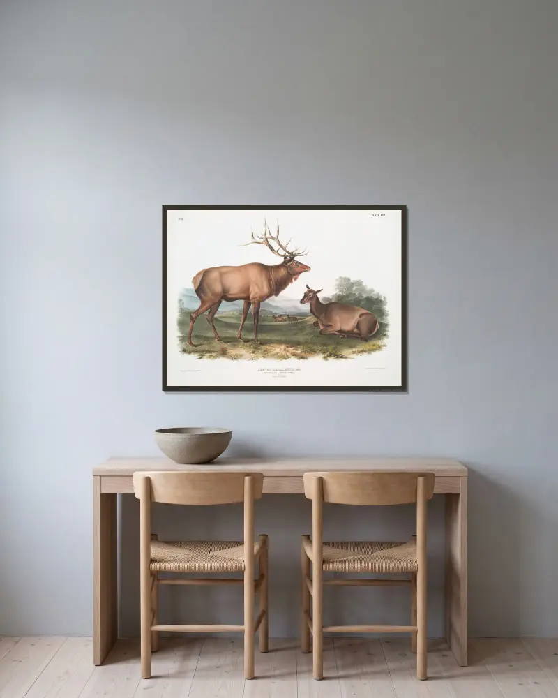 Cervus canadensis, wapitihjort. Hane och hona. av John Woodhouse Audubon inramad på en vägg