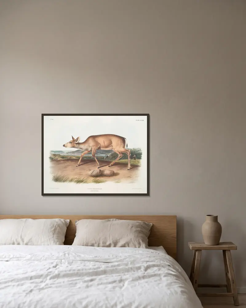 Cervus macrotis, svartsvanshjort. Hona. Sommardräkt. av John Woodhouse Audubon inramad på en vägg