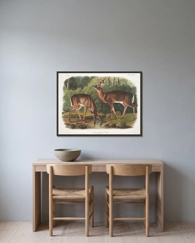 Cervus virginianus, vitsvanshjort. Gammal hane och hona. av John Woodhouse Audubon inramad på en vägg