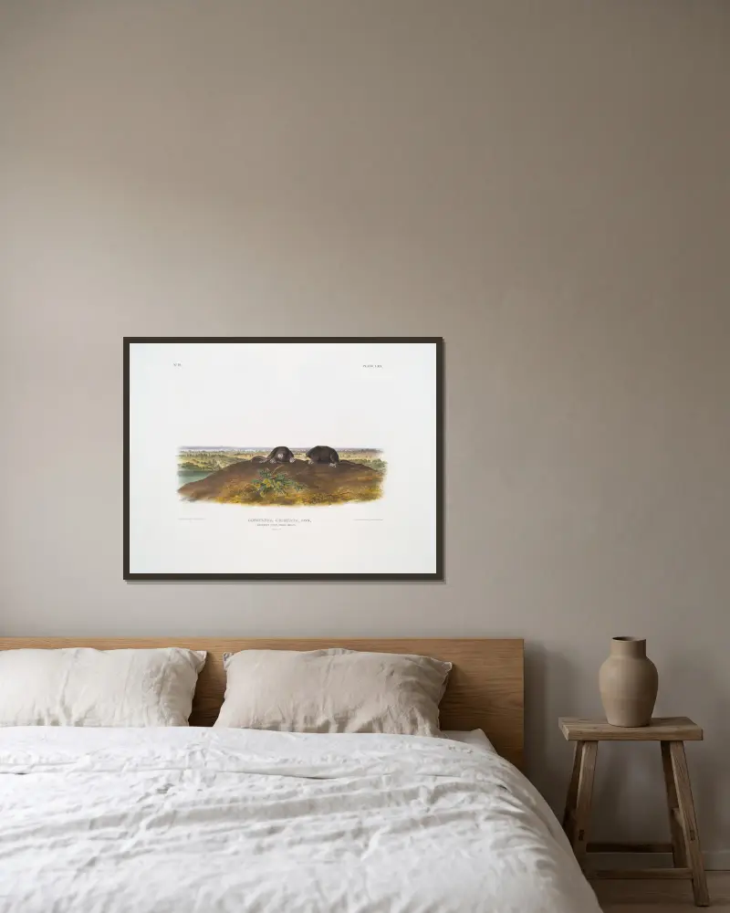 Condylura cristata, Gemeiner Sternmull. Natürliche Größe. von John Woodhouse Audubon gerahmt an einer Wand