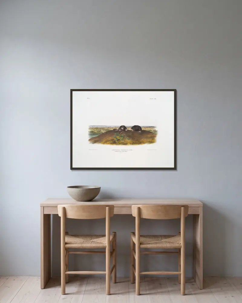Condylura cristata, Gemeiner Sternmull. Natürliche Größe. von John Woodhouse Audubon gerahmt an einer Wand