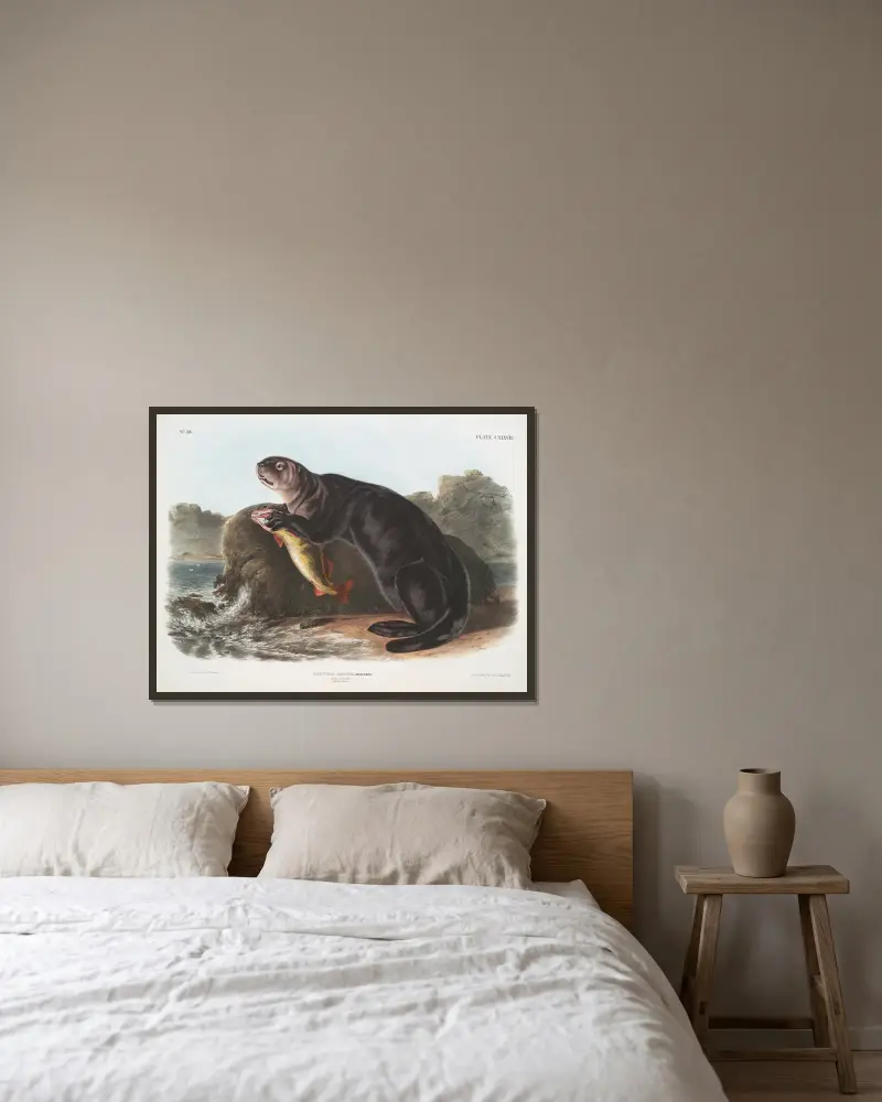 Enhydra marina, havsutter. Ung hane. av John Woodhouse Audubon inramad på en vägg