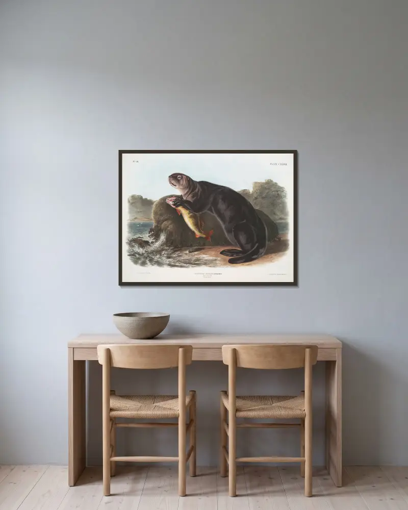Enhydra marina, havsutter. Ung hane. av John Woodhouse Audubon inramad på en vägg
