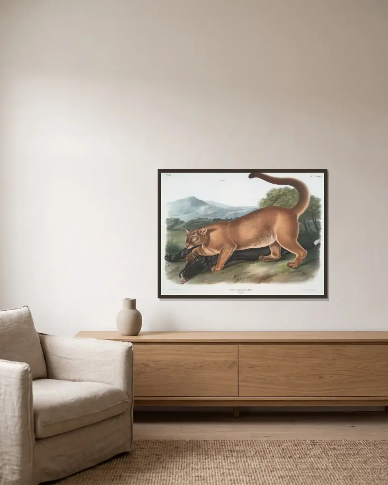 Felis concolor, puma. (Hane.) av John Woodhouse Audubon inramad på en vägg