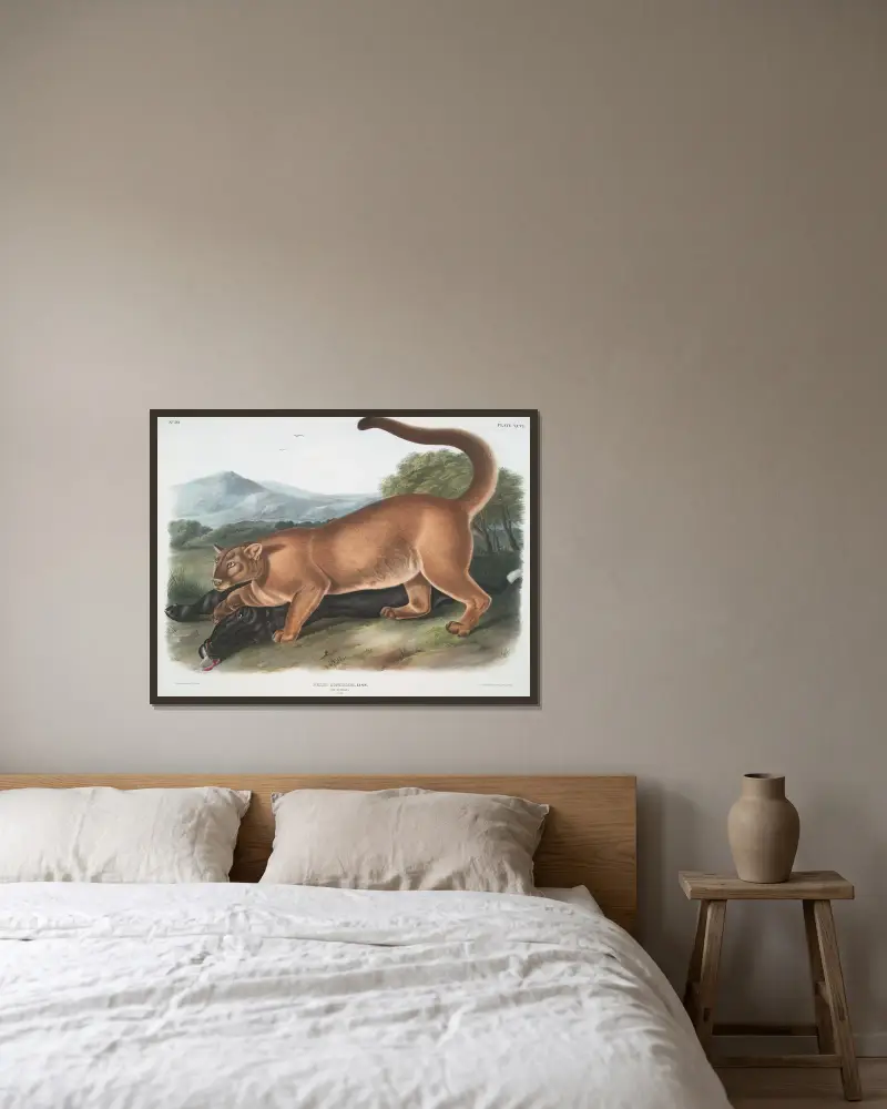 Felis concolor, puma. (Hane.) av John Woodhouse Audubon inramad på en vägg
