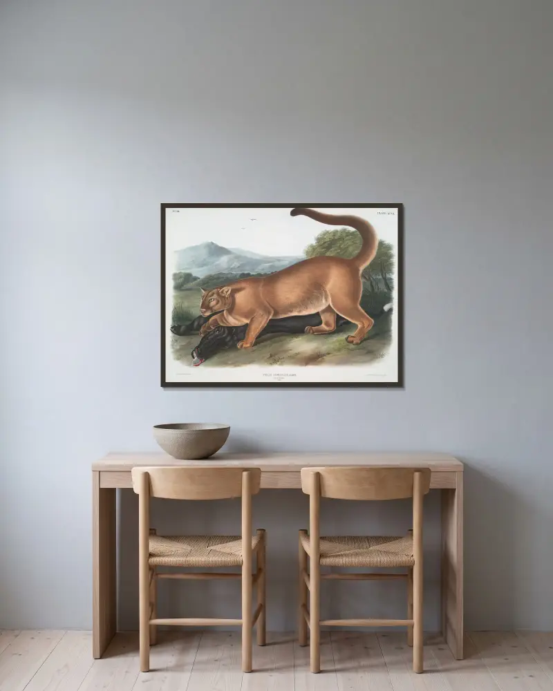 Felis concolor, puma. (Hane.) av John Woodhouse Audubon inramad på en vägg