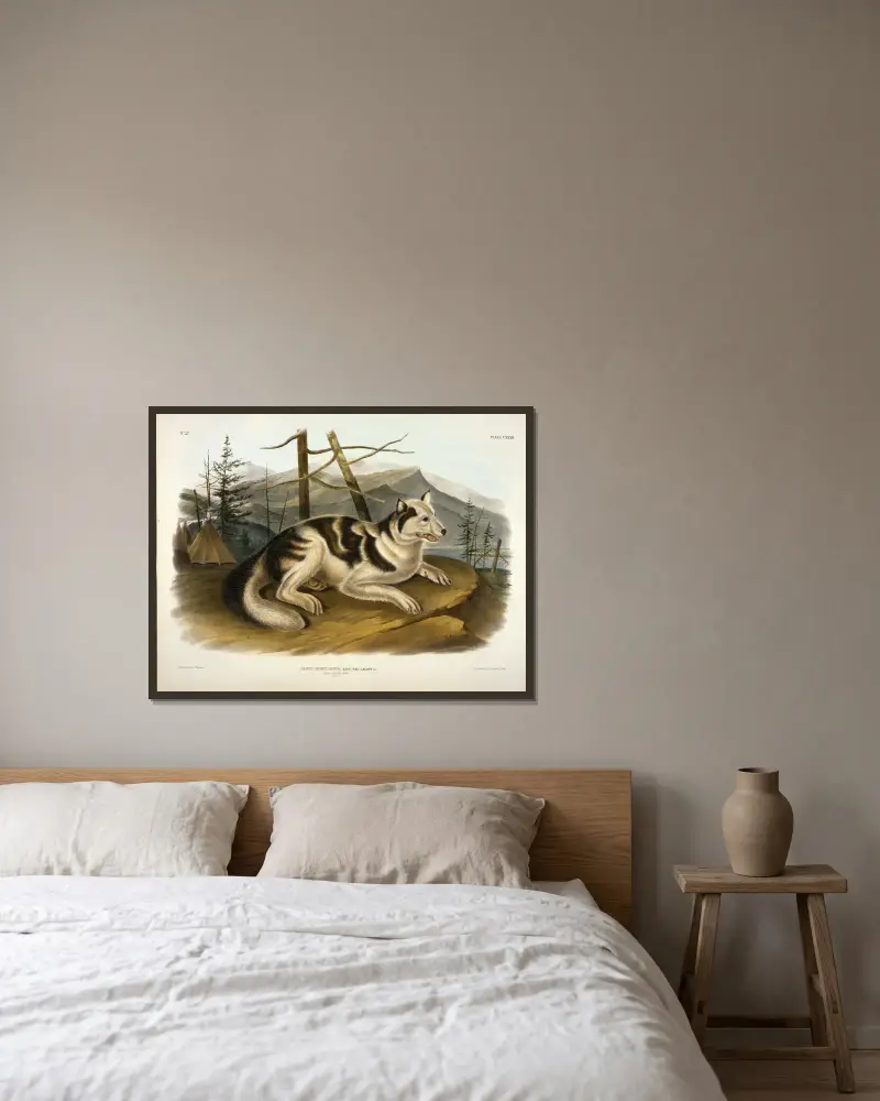 Hare Indian Dog von John Woodhouse Audubon gerahmt an einer Wand