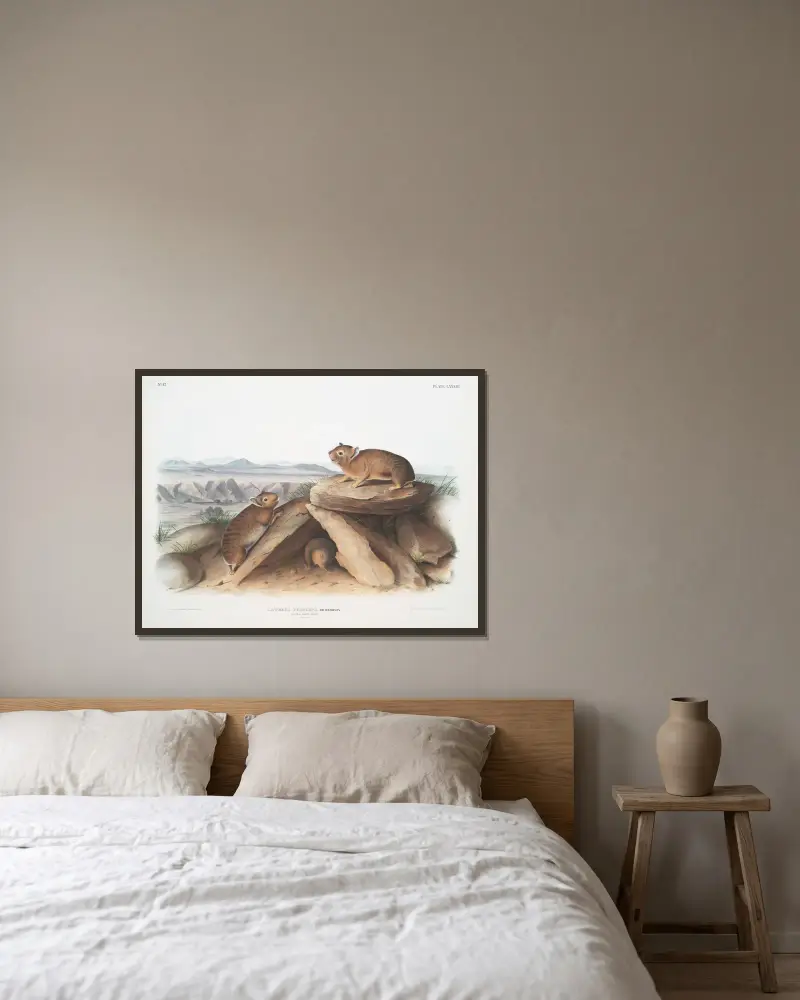 Lagomys princeps, liten piphare. (Naturlig storlek.) av John Woodhouse Audubon inramad på en vägg