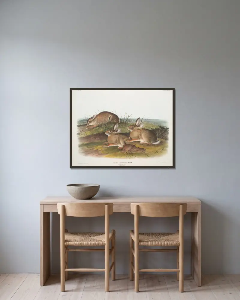 Lepus artemisia, präriehare. (Hane och hona. Naturlig storlek.) av John Woodhouse Audubon inramad på en vägg