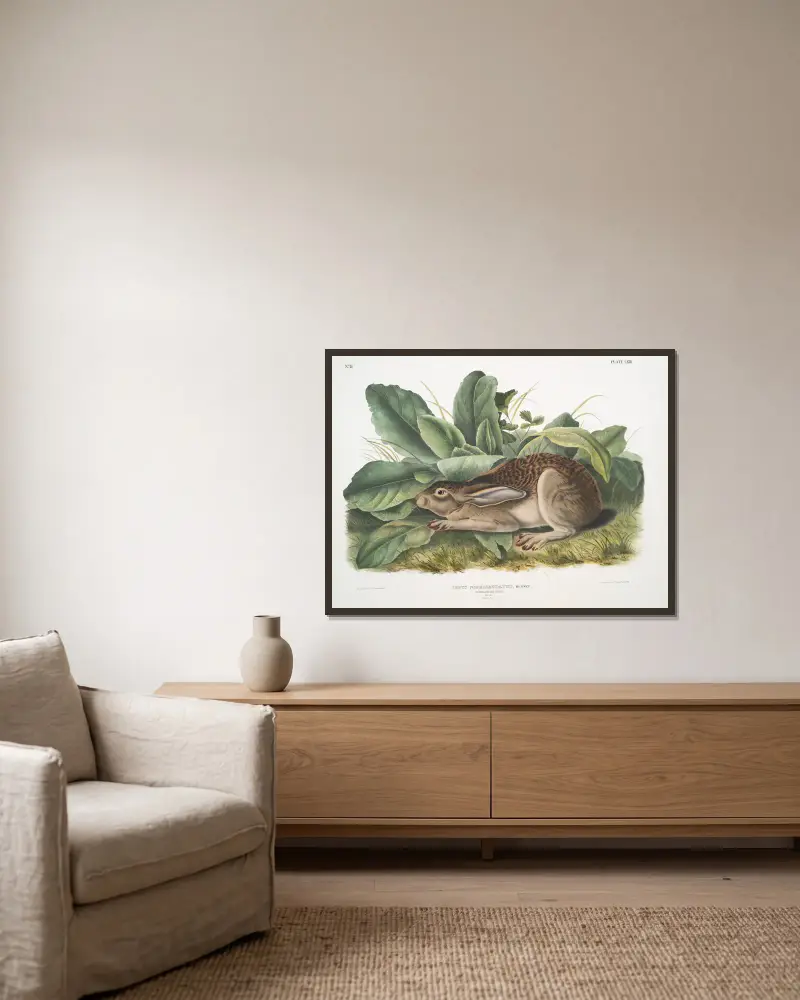 Lepus negricaudatus, svartsvanshare. Hane. Naturlig storlek. av John Woodhouse Audubon inramad på en vägg