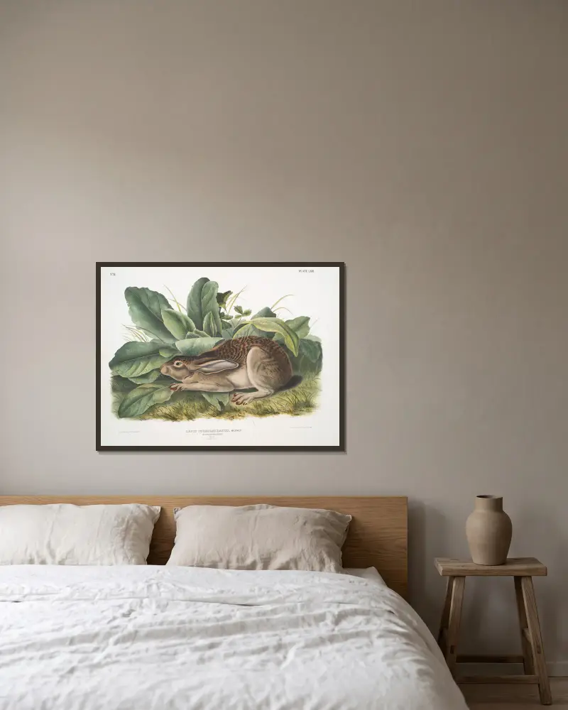 Lepus negricaudatus, svartsvanshare. Hane. Naturlig storlek. av John Woodhouse Audubon inramad på en vägg