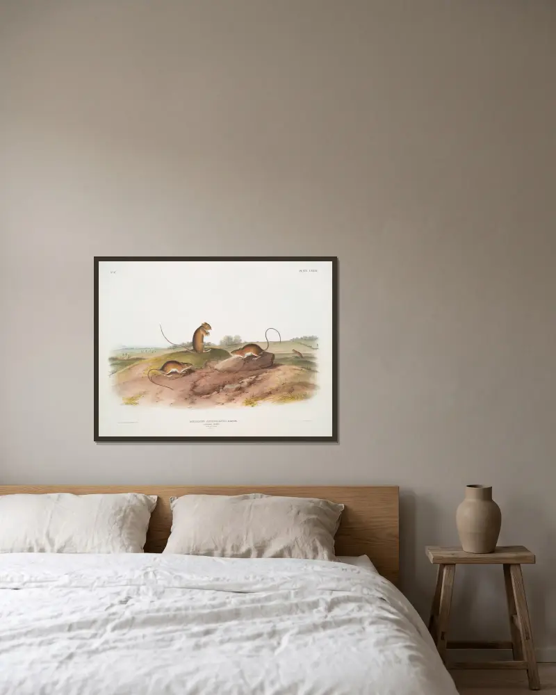 Meriones americanus, hoppmus. (Hane och hona. Naturlig storlek.) av John Woodhouse Audubon inramad på en vägg