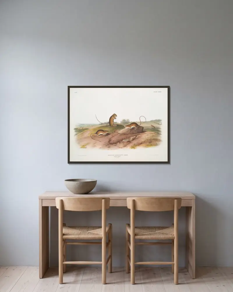 Meriones americanus, hoppmus. (Hane och hona. Naturlig storlek.) av John Woodhouse Audubon inramad på en vägg