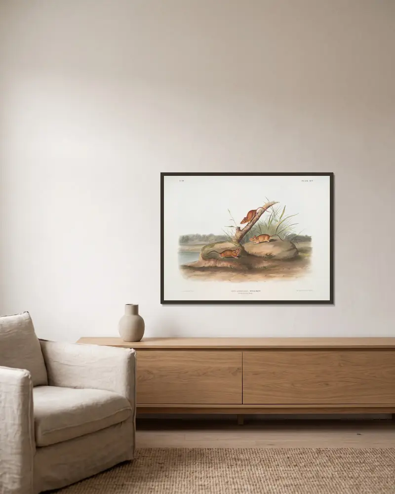 Mus aureolus, Goldmaus. Männchen und Weibchen. Natürliche Größe. von John Woodhouse Audubon gerahmt an einer Wand