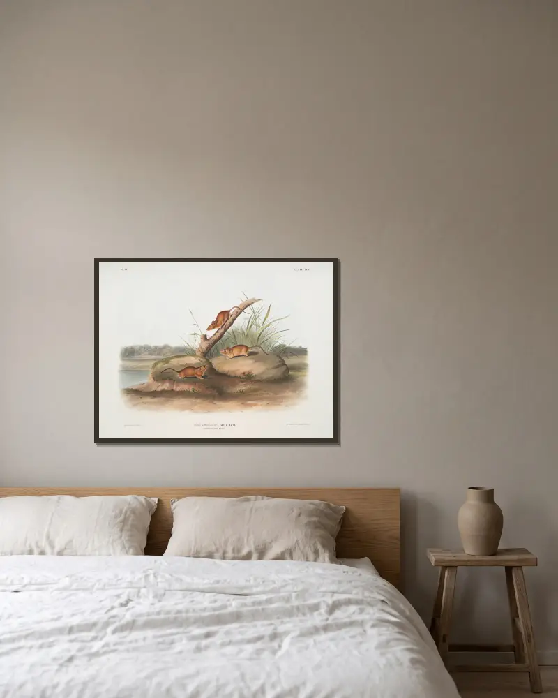 Mus aureolus, Goldmaus. Männchen und Weibchen. Natürliche Größe. von John Woodhouse Audubon gerahmt an einer Wand