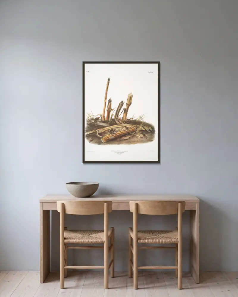 Mus minimus, dvärgskördemus. Hanar och honor. Naturlig storlek. av John Woodhouse Audubon inramad på en vägg