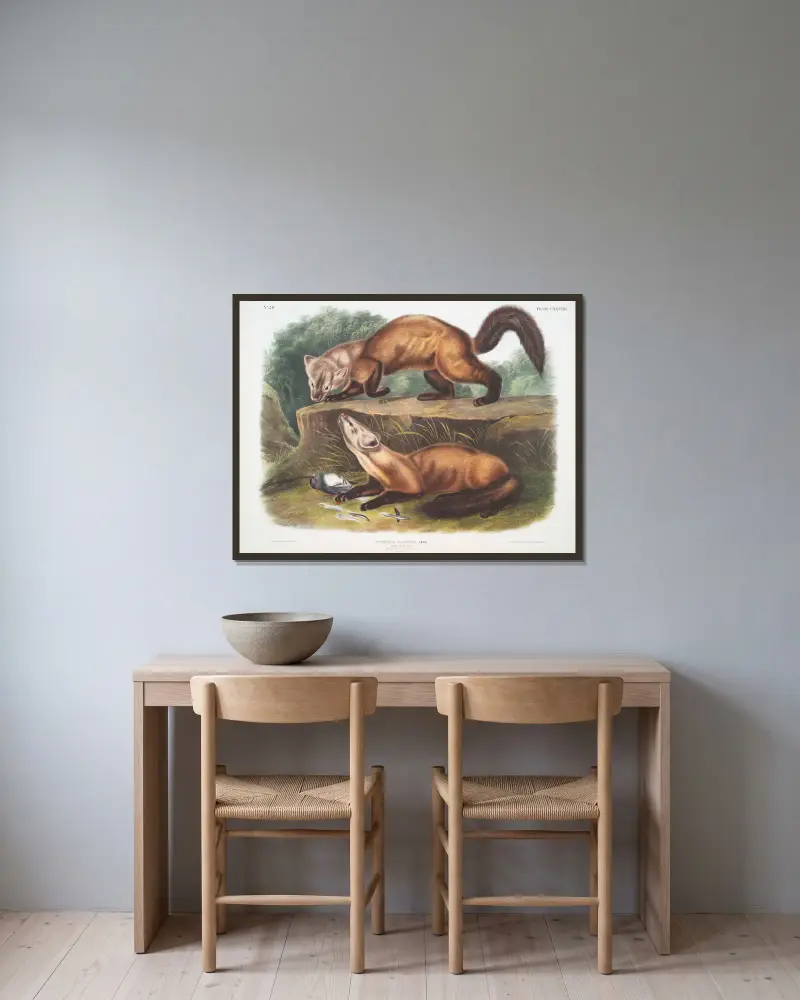 Mustela martes, mård. Hane och hona. Vinterdräkt. Naturlig storlek. av John Woodhouse Audubon inramad på en vägg