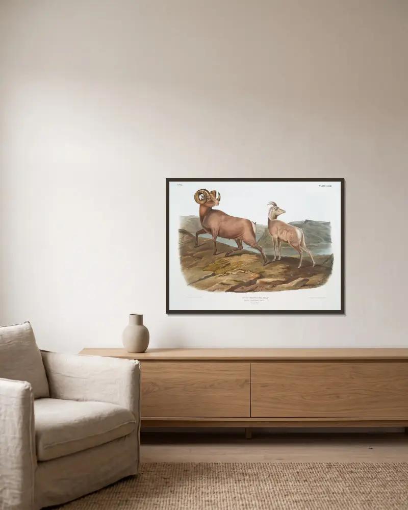 Ovis montana, tjockhornsfår. Hane och hona. av John Woodhouse Audubon inramad på en vägg