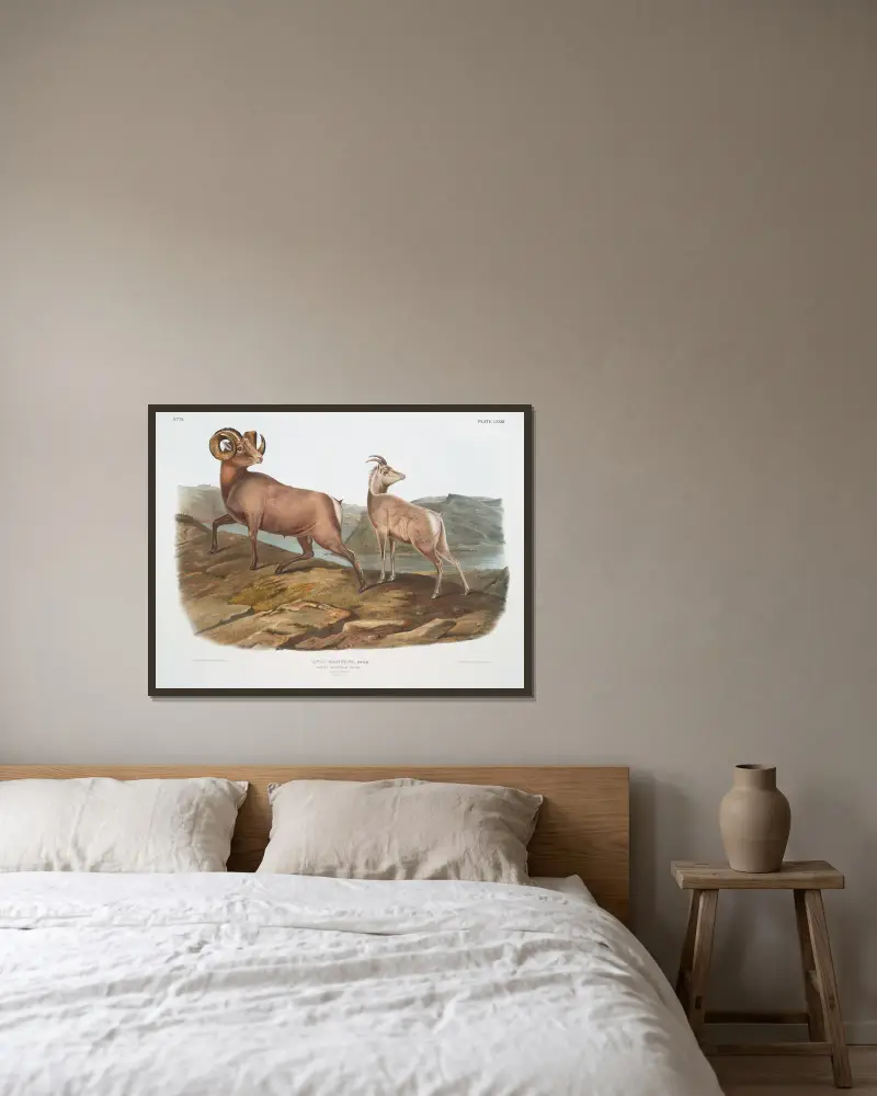 Ovis montana, tjockhornsfår. Hane och hona. av John Woodhouse Audubon inramad på en vägg