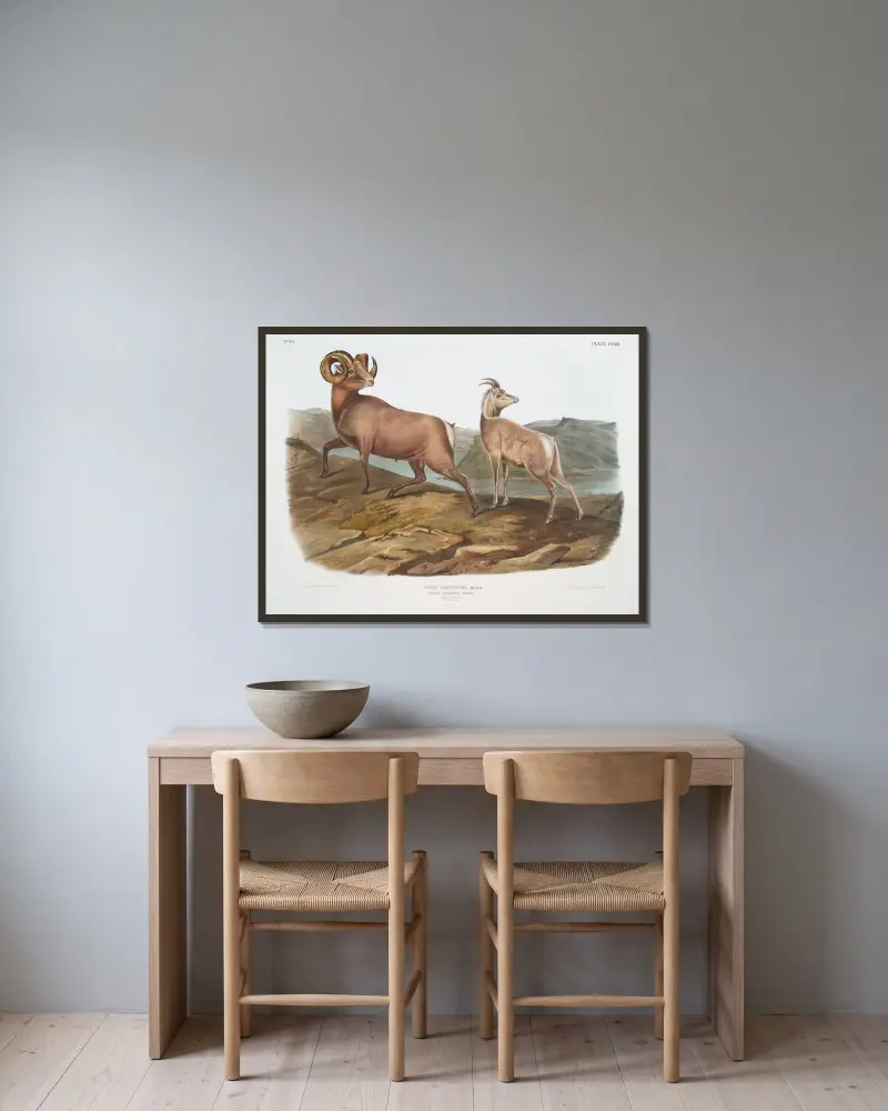 Ovis montana, tjockhornsfår. Hane och hona. av John Woodhouse Audubon inramad på en vägg