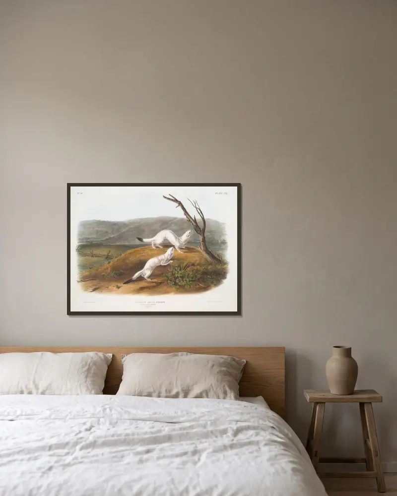 Putorius agilis, liten kvick vessla. Hane och hona. Naturlig storlek. Vinterdräkt. av John Woodhouse Audubon inramad på en vägg