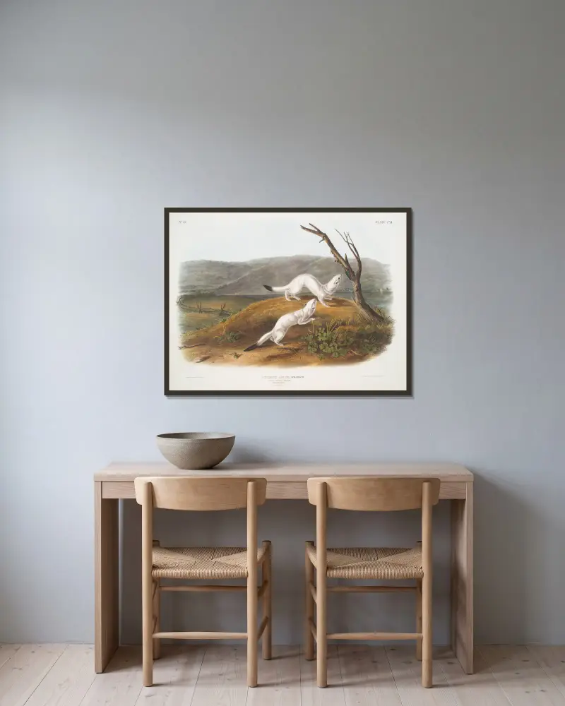 Putorius agilis, liten kvick vessla. Hane och hona. Naturlig storlek. Vinterdräkt. av John Woodhouse Audubon inramad på en vägg