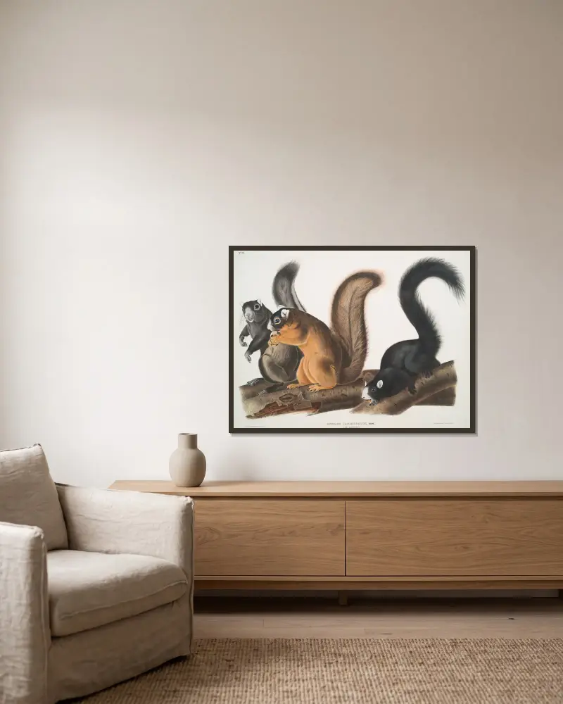 Sciurus capistratus, Fuchshörnchen. Natürliche Größe. von John Woodhouse Audubon gerahmt an einer Wand