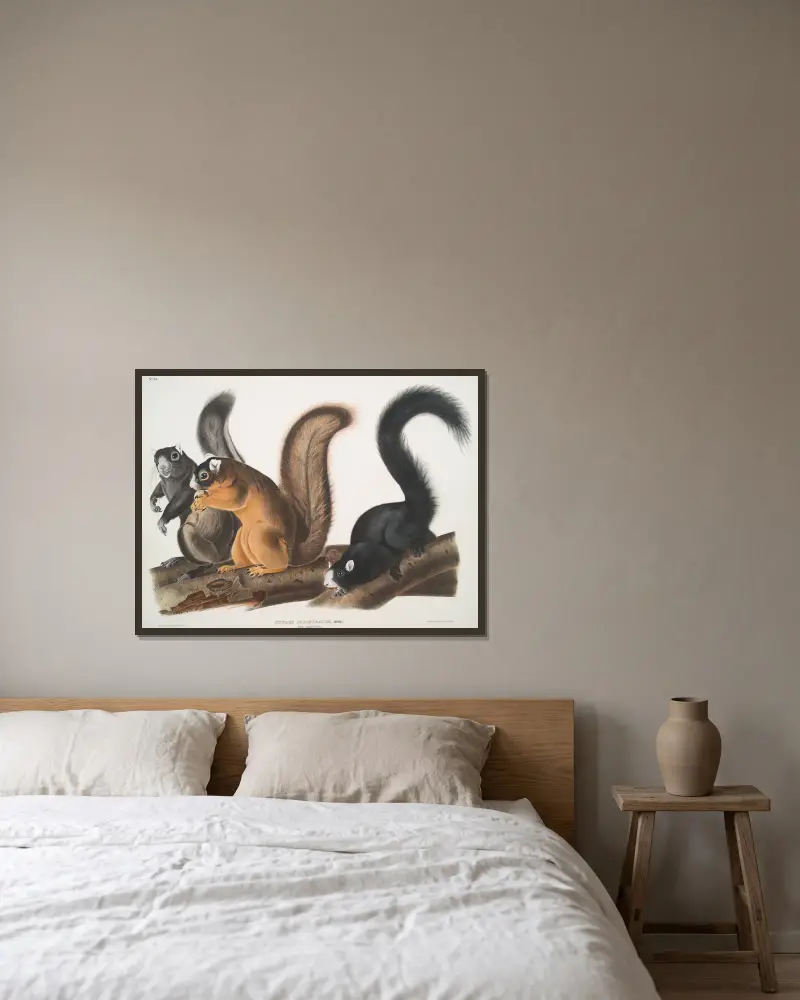 Sciurus capistratus, Fuchshörnchen. Natürliche Größe. von John Woodhouse Audubon gerahmt an einer Wand