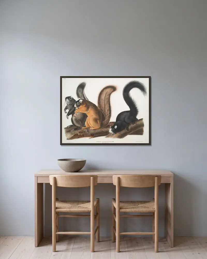 Sciurus capistratus, Fuchshörnchen. Natürliche Größe. von John Woodhouse Audubon gerahmt an einer Wand