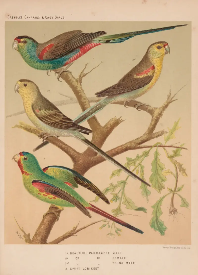Beautiful Parrakeets, Swift Lorikeet av W. A . Blakston