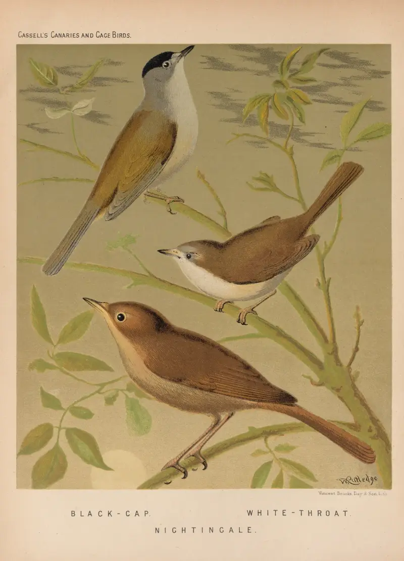Blackcap, Whitethroat, Nightingale av W. A . Blakston