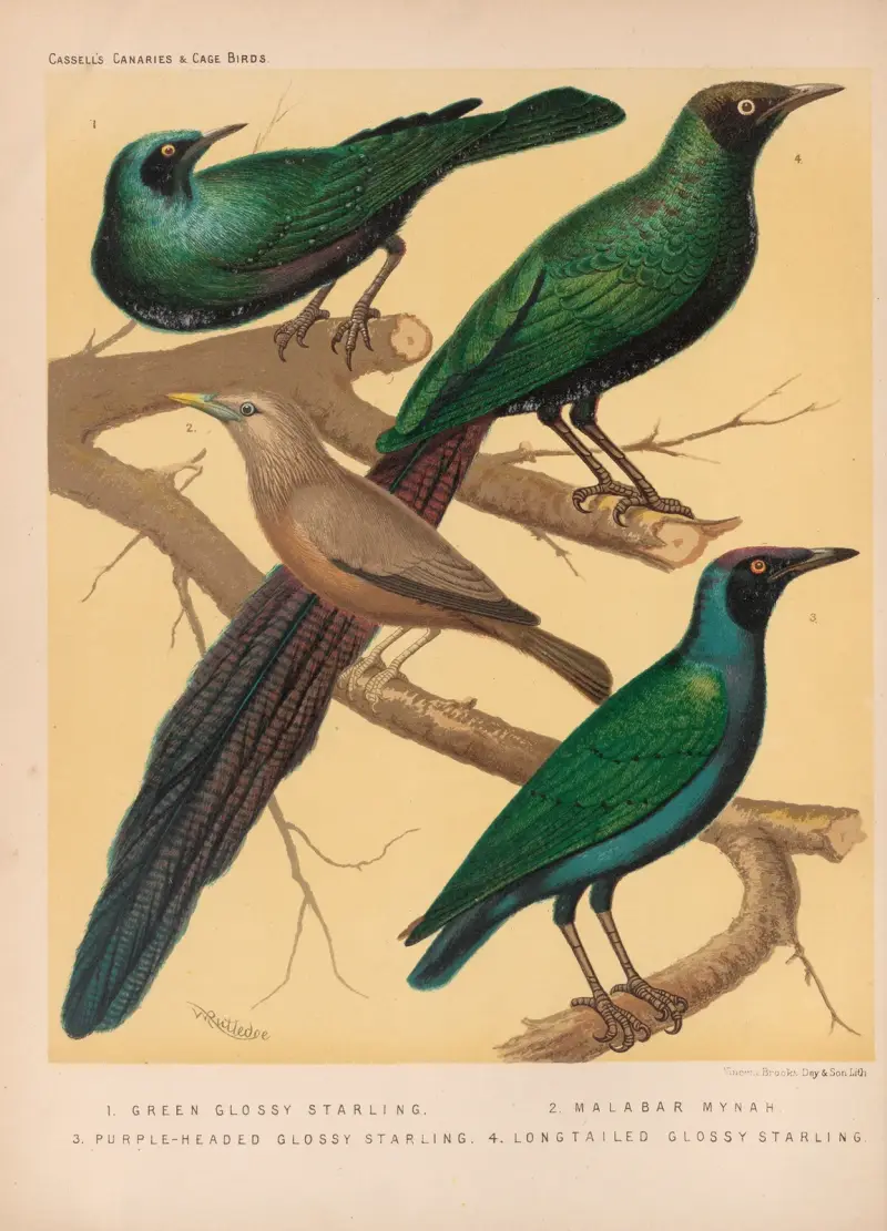 Glossy Starlings, Malabar Mynah av W. A . Blakston