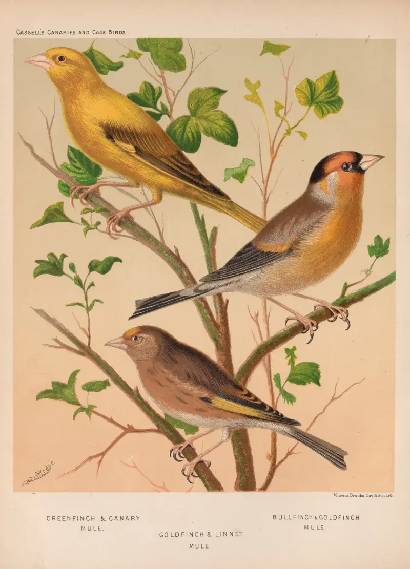 Goldfinch, Linnet, Bullfinch av W. A . Blakston