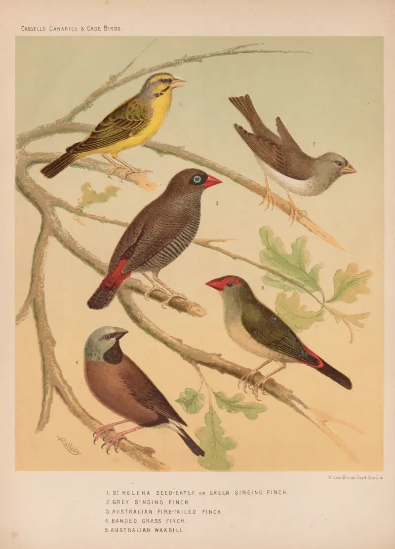 Grön sångare, grå sångare, australisk eldstjärtad och bandad gräsfink, australisk astrild av W. A . Blakston