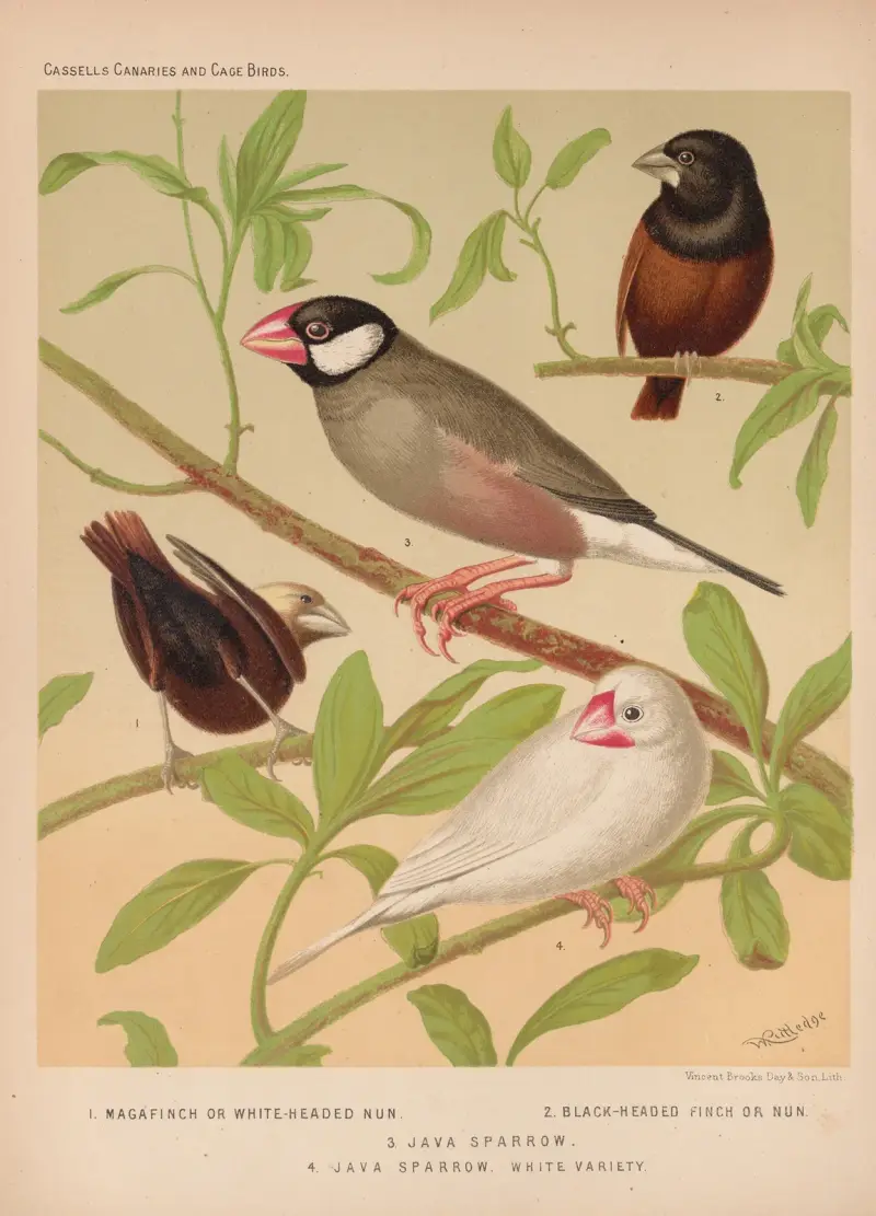 Java Sparrows, Nuns av W. A . Blakston