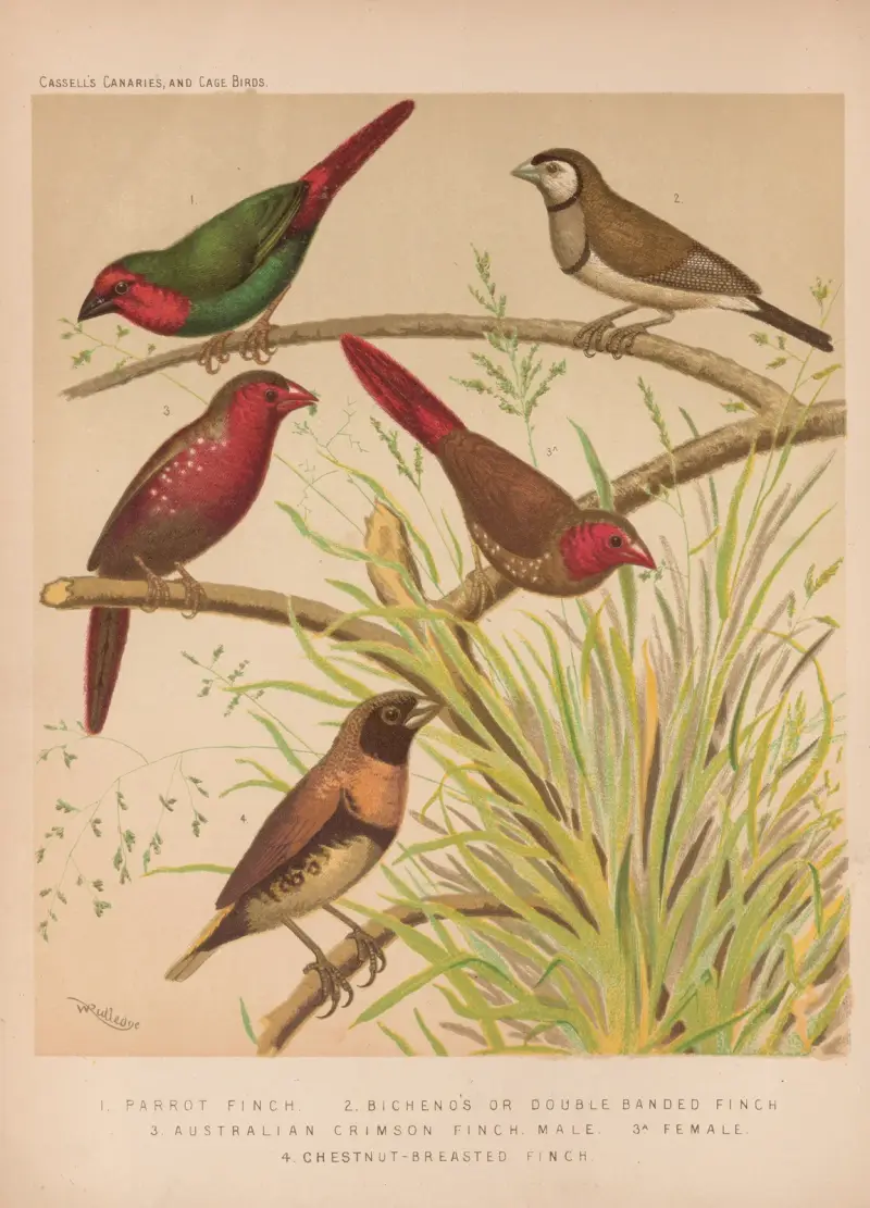 Papageiamadine, Bicheno-Ammerfink, Australische Karmesinamadine, Braunbrustamadine von W. A . Blakston