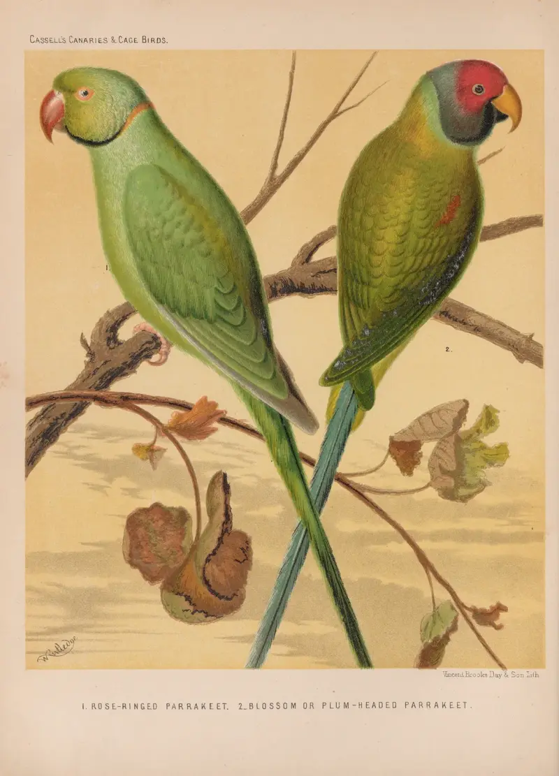 Ring-necked Parrakeet, Plum-headed Parrakeet av W. A . Blakston