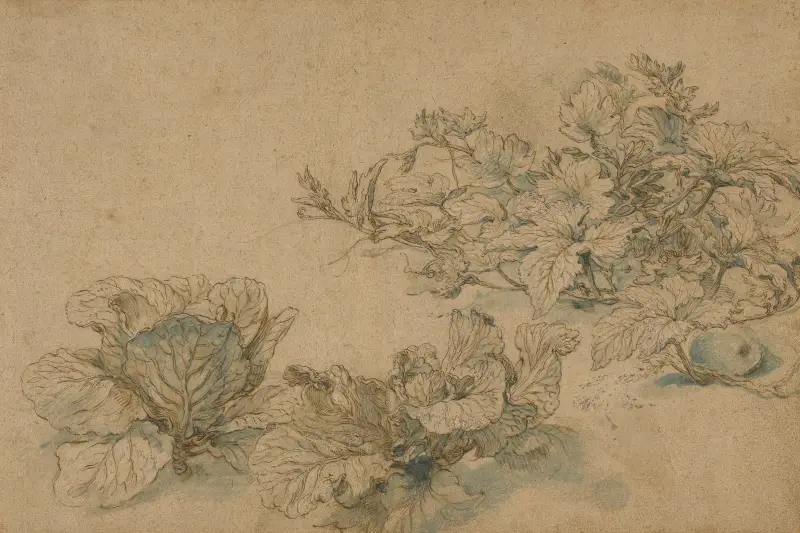 Studier av en märgväxt och kålhuvuden av Abraham Bloemaert