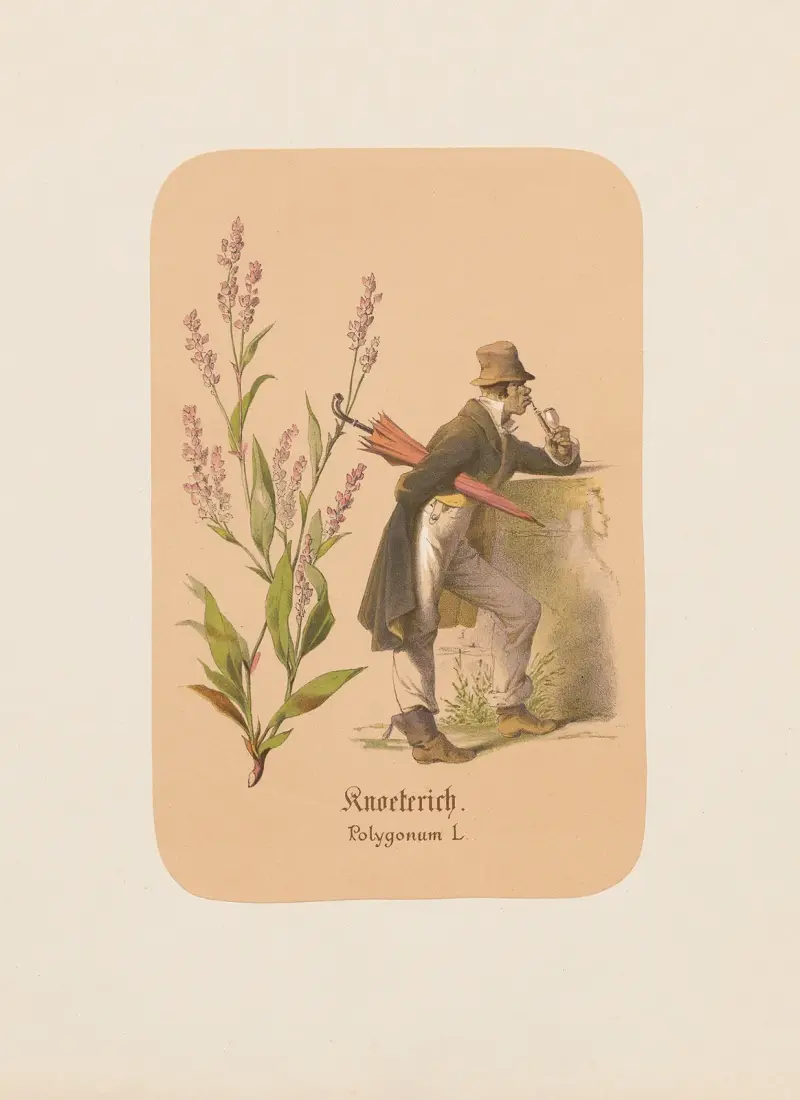 Knoeterich. Polygonum av Adolf Schrödter