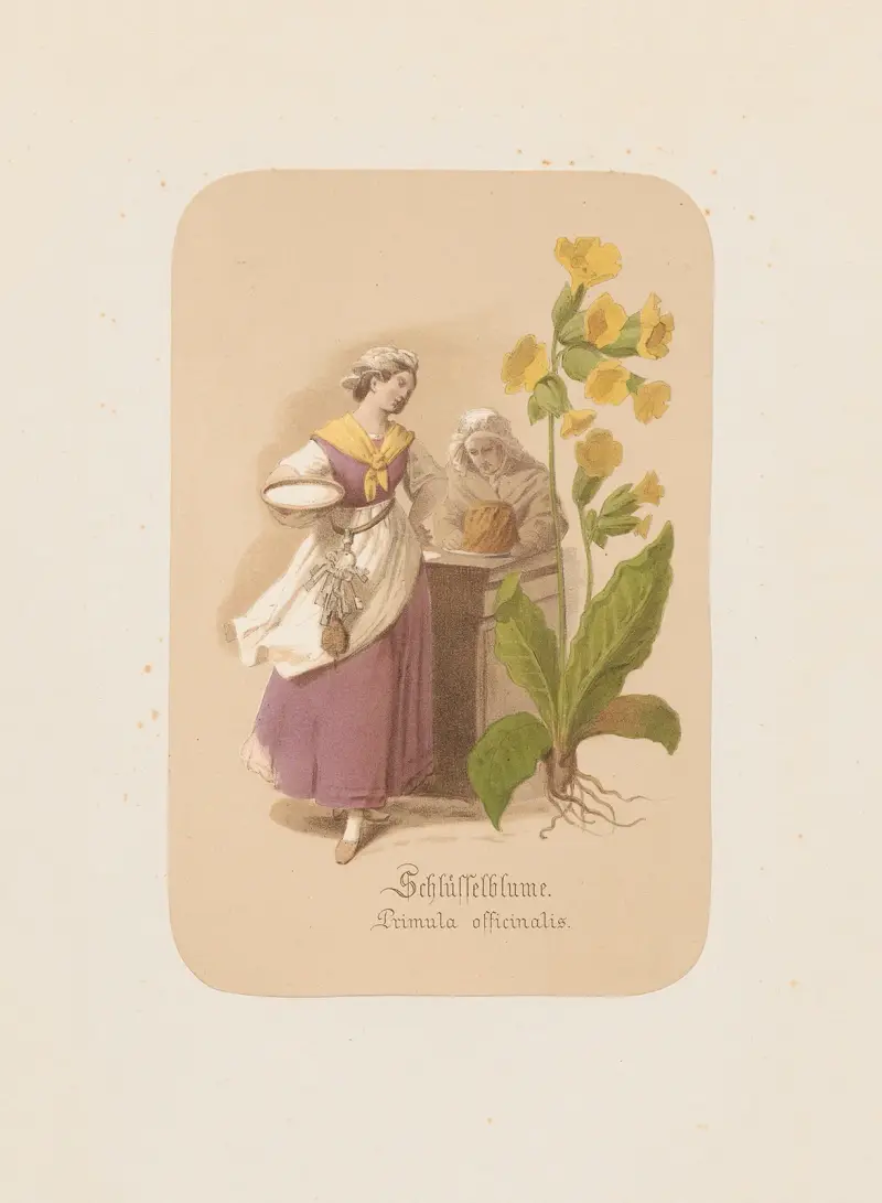 Gullviva. Primula officinalis av Adolf Schrödter