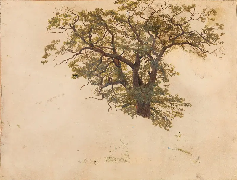 Study of an Oak av Adolph Tidemand