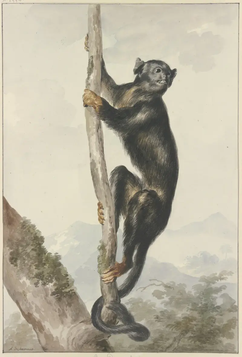 A Peruvian Spider Monkey (Ateles chamek), 1759 av Aert Schouman