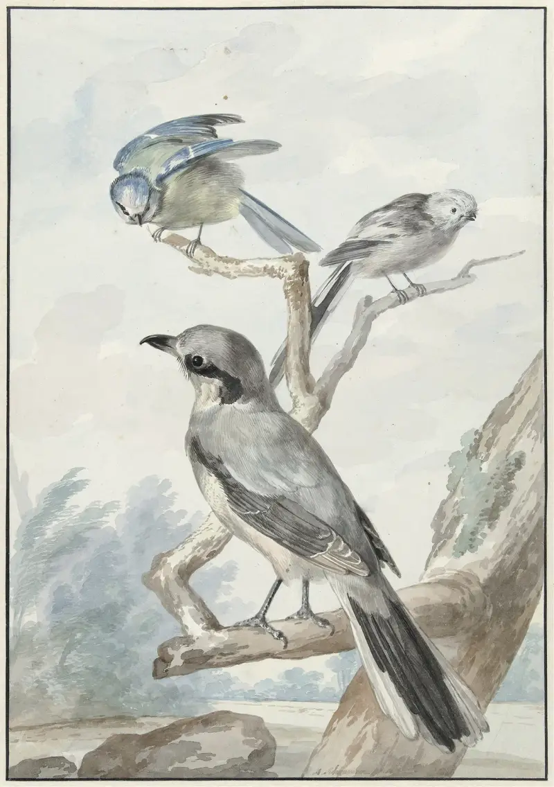 Drei Vögel; eine Schwanzmeise, eine Blaumeise und ein Raubwürger oder Großer Würger von Aert Schouman